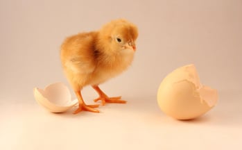 chicken or egg.jpg